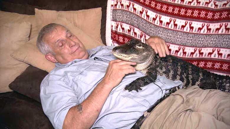 „Aligator