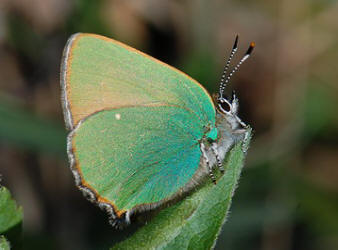 „callophrys_rubi_001”