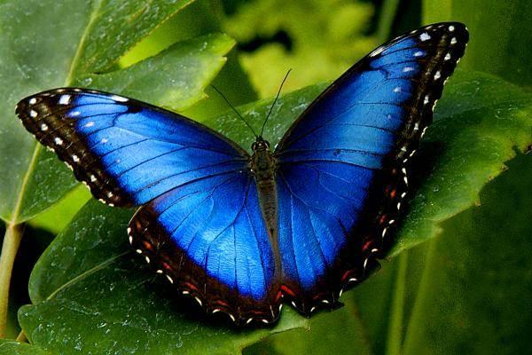 do mieszkania wleciał motyl 