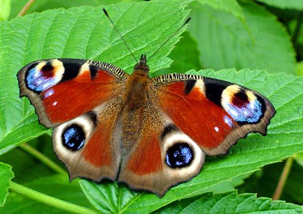 paw motyl 