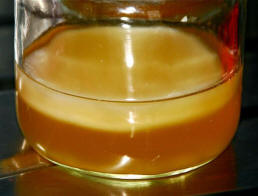 „Kombucha: