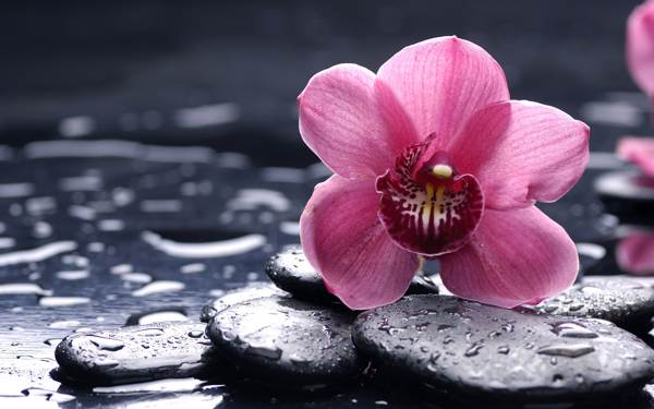 orchidea w domu 