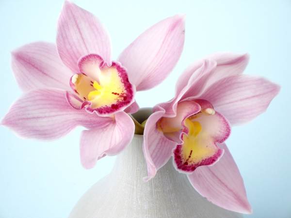 czy można trzymać orchidee w domu 