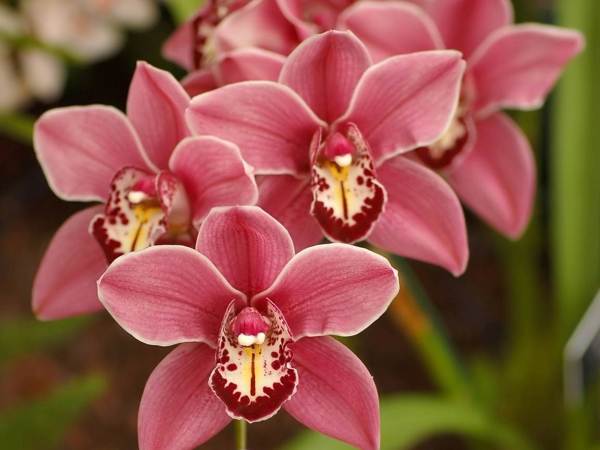 orchid omens 