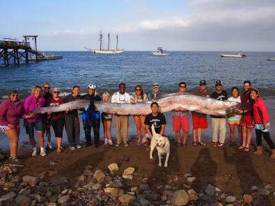 „oarfish_AP63860995676”