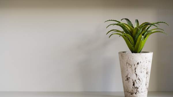 aloes kwitnie w znakach domowych 