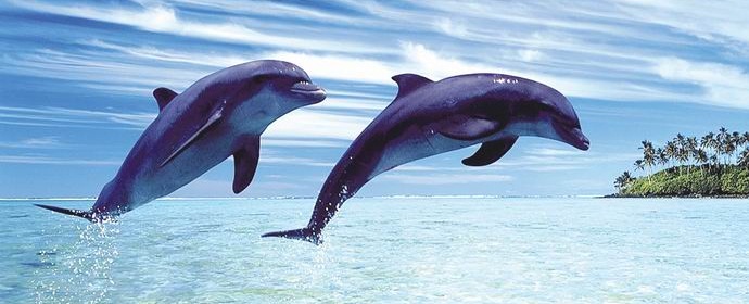 „Delfiny