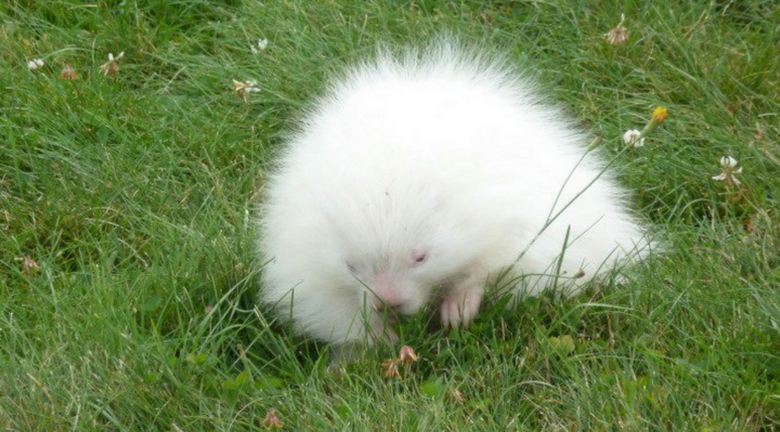 „Albino