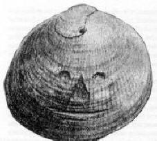 „Prehistoryczne