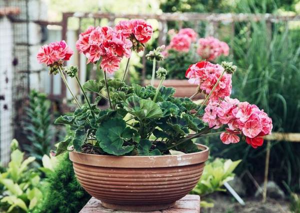 wróżby i przesądy geranium 
