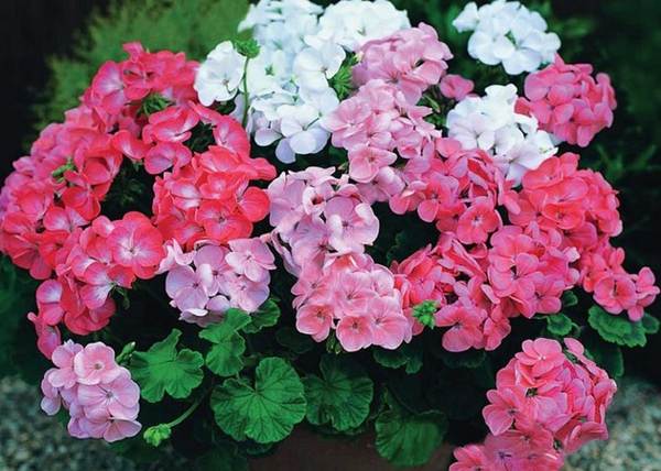 geranium w domu wróżby i przesądy 