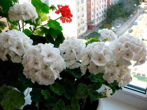 biała pelargonia 