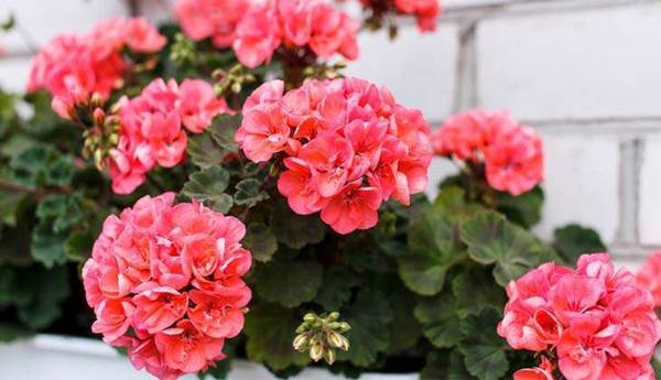 różowy geranium 