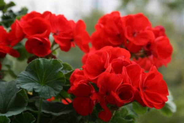 znaki geranium 
