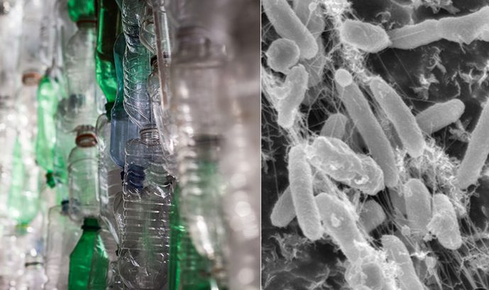 Dobra wiadomość: istnieje drobnoustrój, który może wchłonąć niektóre z najtwardszych plastików do recyklingu 