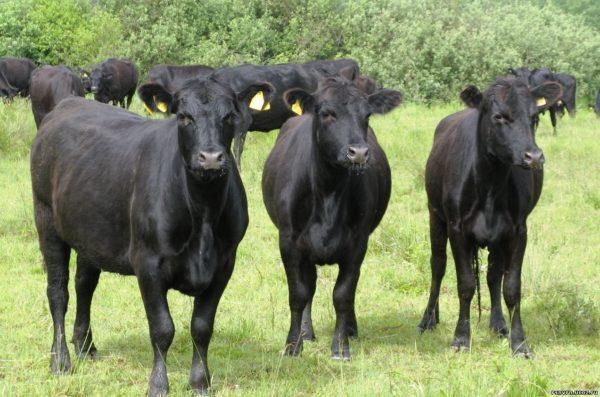 Dlaczego śni czarna krowa 
