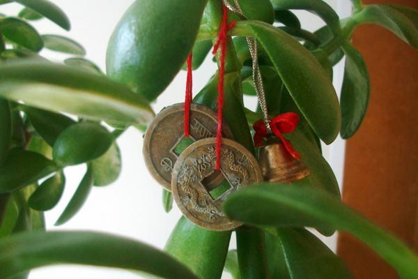 Przeszczep drzewa pieniędzy Feng Shui 
