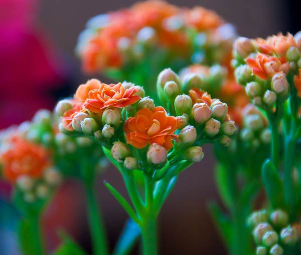 Kalanchoe w domu 