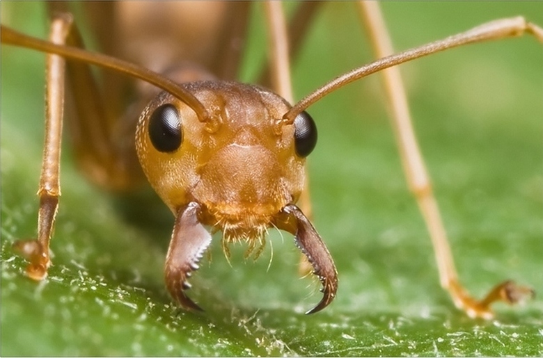 „Mrówki