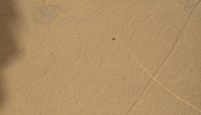 „Żywe