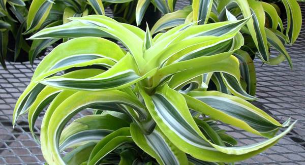 kwitnie dracena 