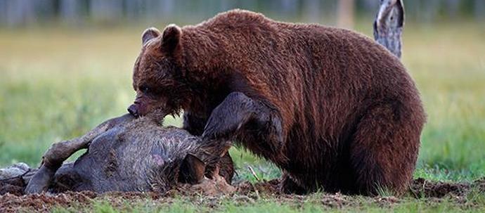 „Wojna