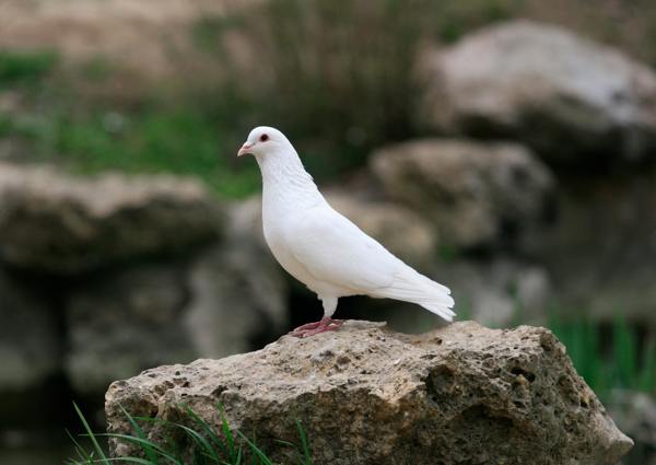 biały gołąb 