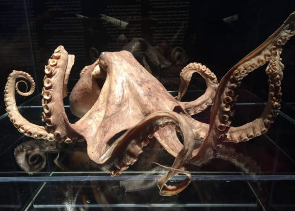 Jeden z pomysłów Darwina na temat ewolucji został potwierdzony 140 lat po jego śmierci 