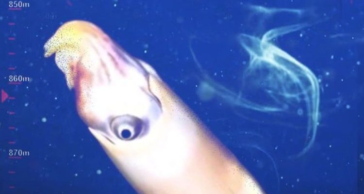 Po raz pierwszy oceanologom udało się schwytać nieuchwytną kałamarnicę 