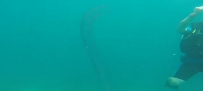 „Ocean