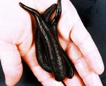„Pijawki