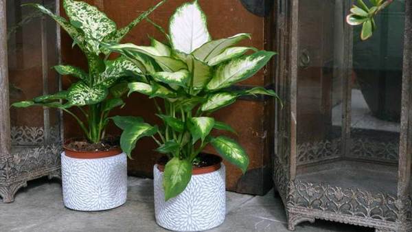 Dieffenbachia w domu 