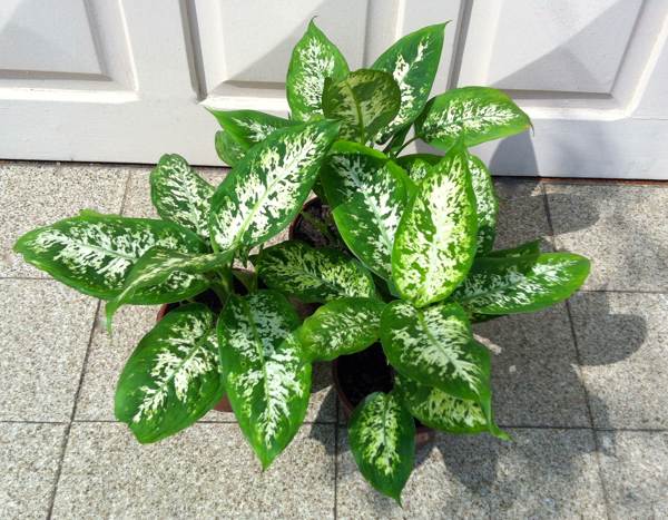 kryty kwiat dieffenbachia 