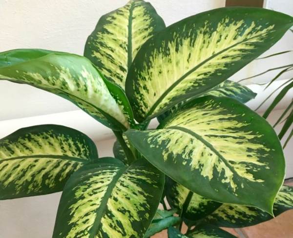 Roślina Dieffenbachia 