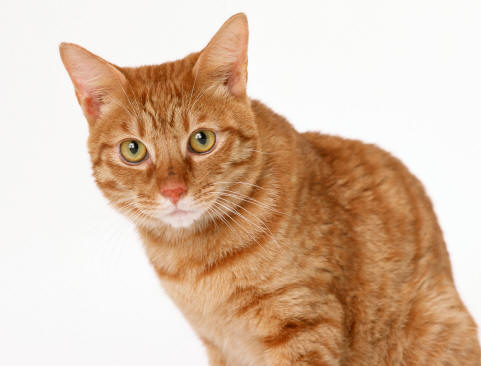 „cats_6