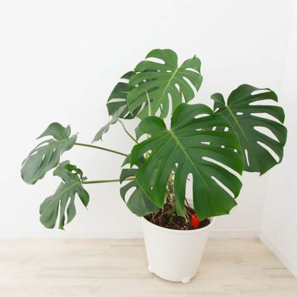 kwiat monstera 
