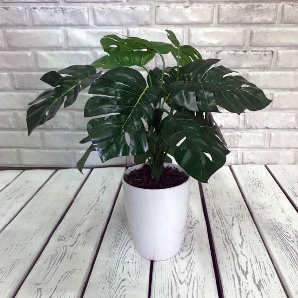roślina monstera 