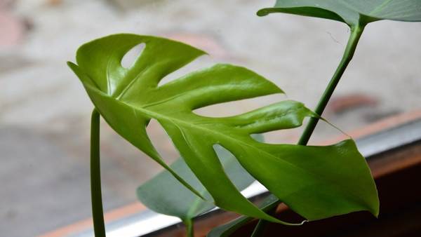 kryty kwiat monstera 