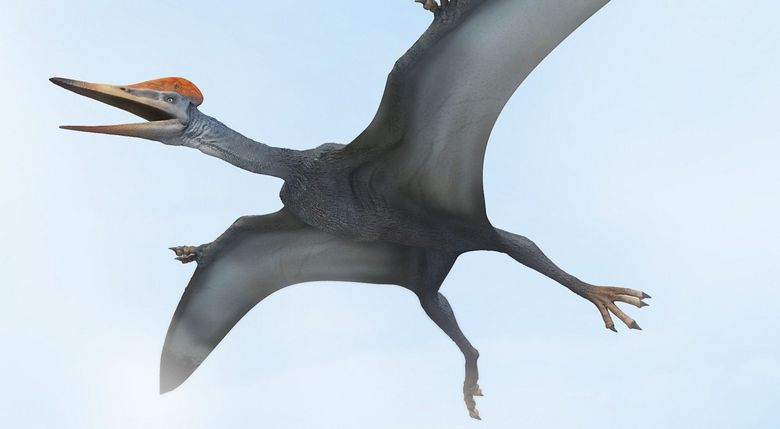 „Pterodaktyle