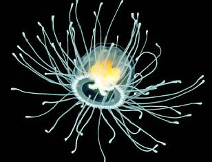„Meduza