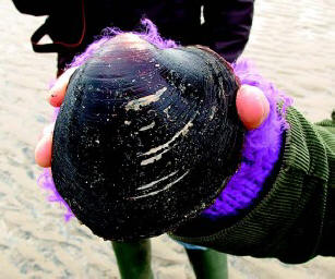 „Mollusk
