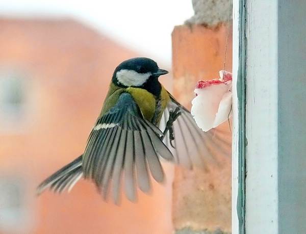 Sikorka wleciała do domu przez okno lub balkon: do czego to doprowadzi? 