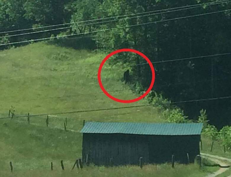 „Bigfoot
