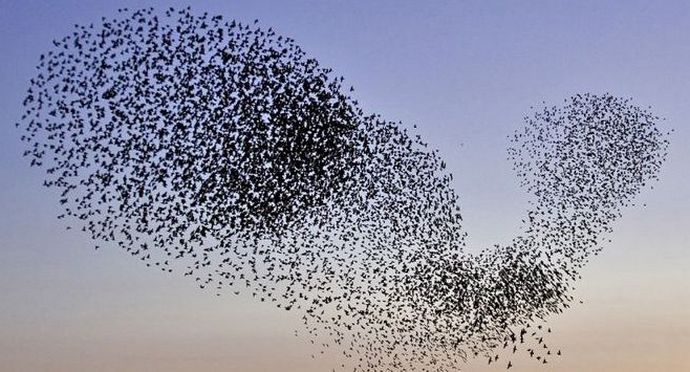 „Starling