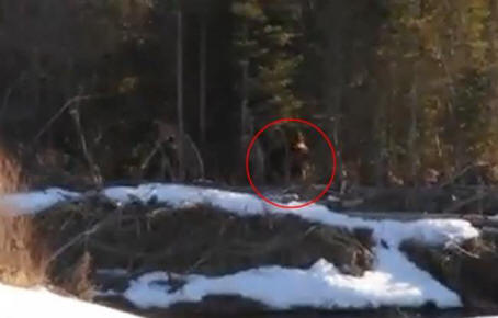 „Bigfoot