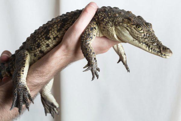 Krokodyl jako zwierzę domowe 