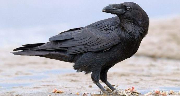 „Raven