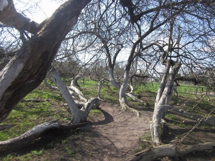 „Jabłoń”